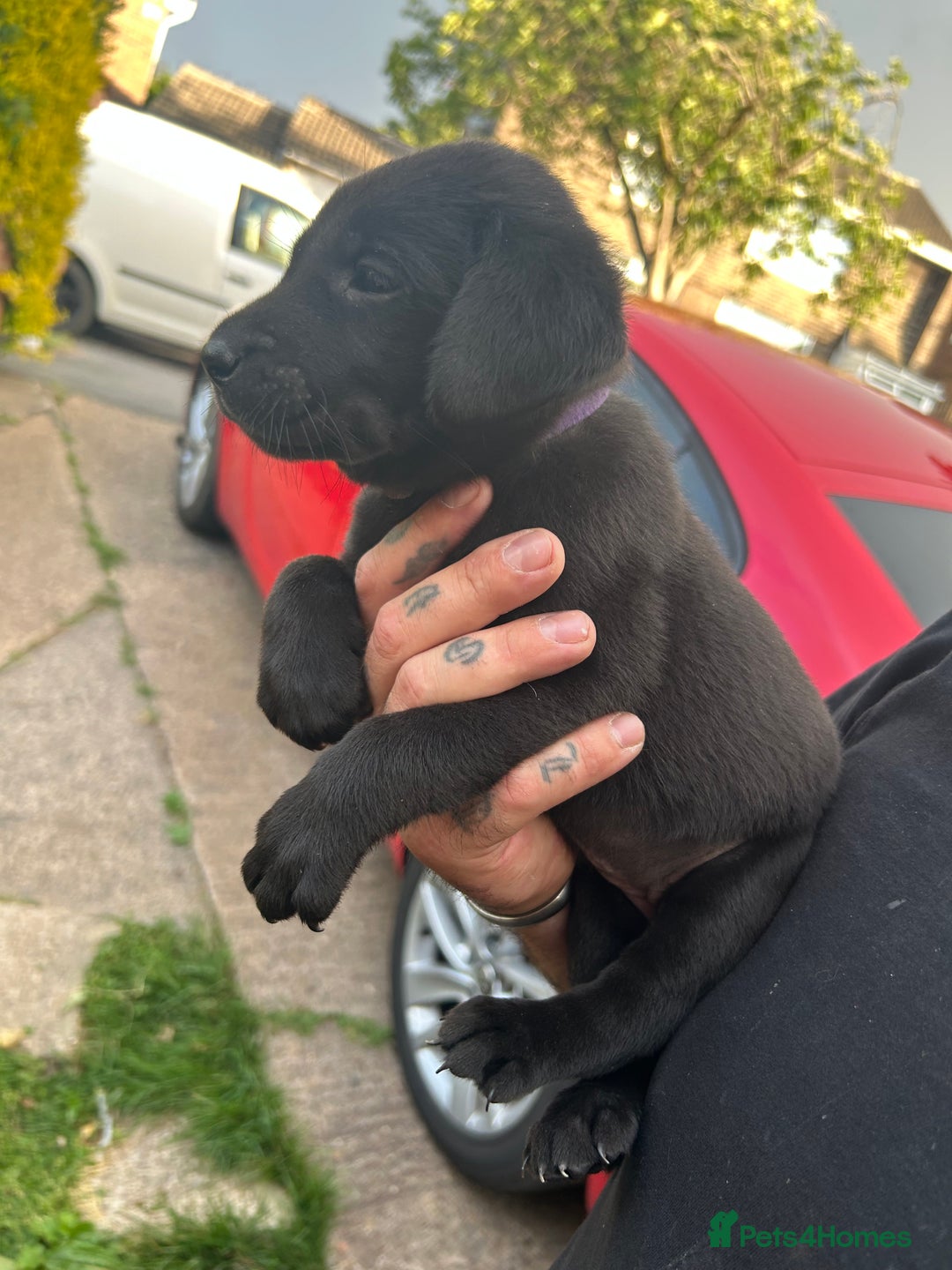 Labrador Retriever dogs for sale: Labrador puppies  - Image 3