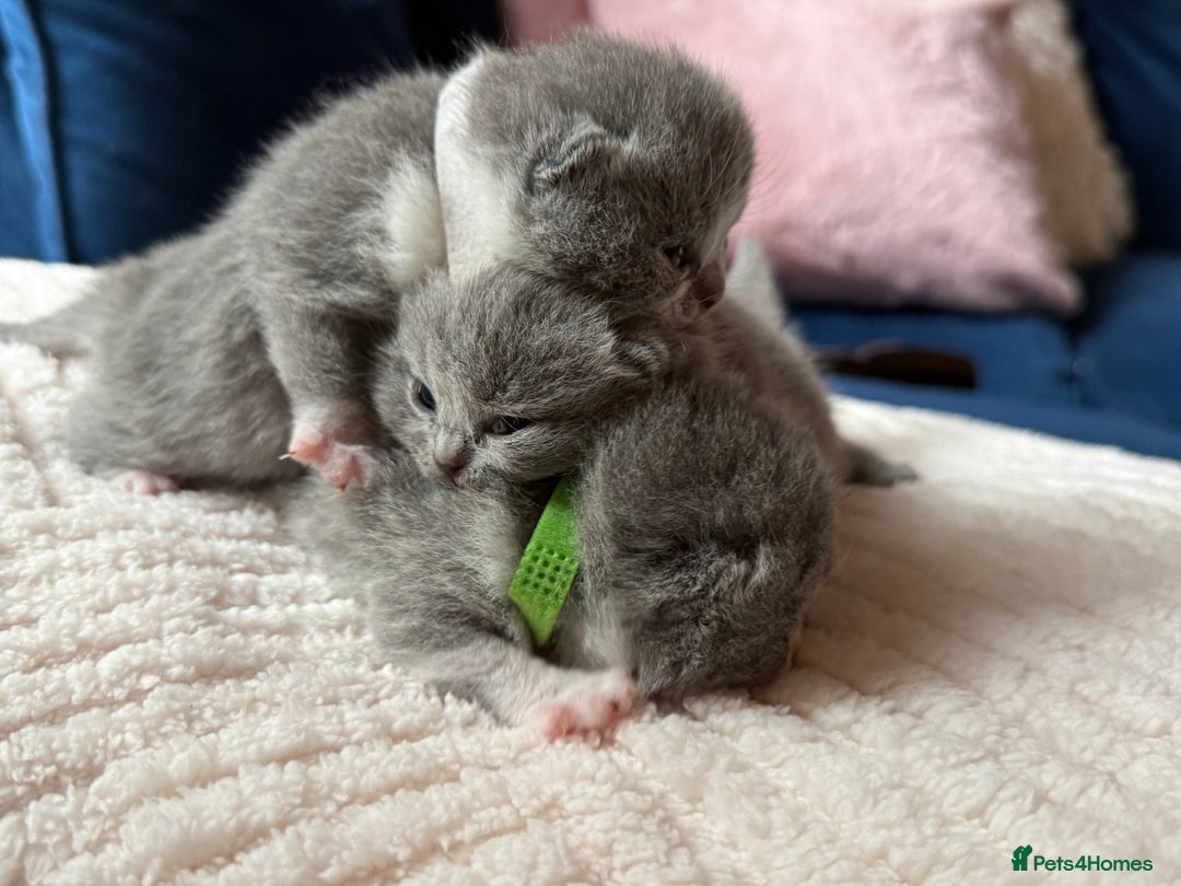 British Shorthair cats for sale: Outstanding kittens 😻 Champion line🥇🏆😻 - Image 15