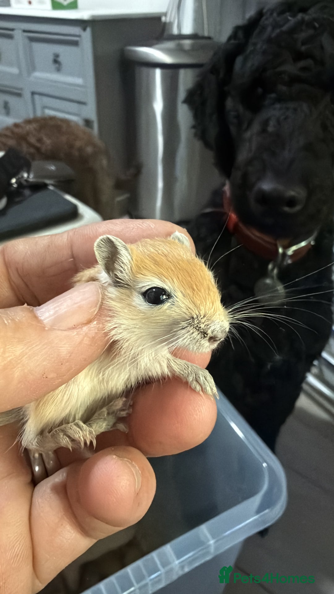 Gerbil rodents for sale: Baby gerbils  - Image 2