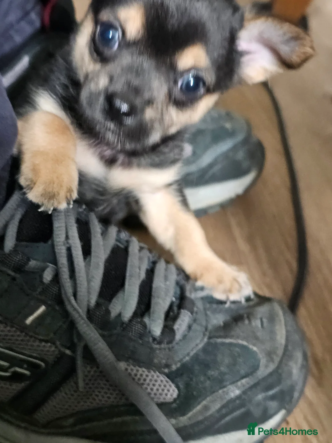 Chihuahua dogs for sale: Chihuahua  - Advert 2