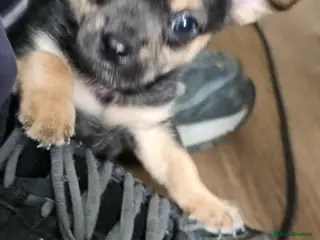 Chihuahua dogs Chihuahua - Advert 1