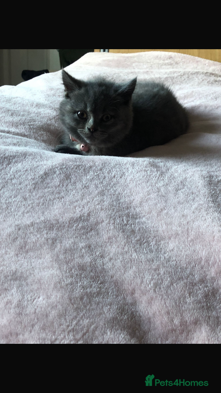 British Shorthair cats Shorthair female cat and cat stuff - Advert 7