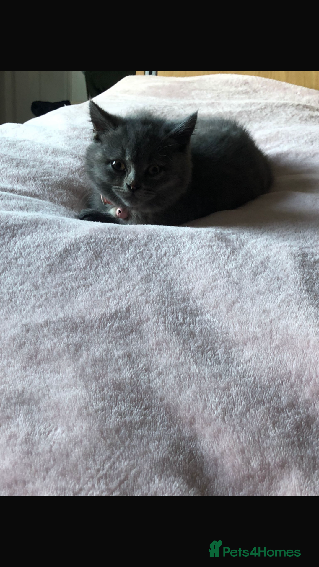 British Shorthair cats for sale: Shorthair female cat and cat stuff - Advert 1