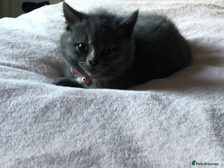 British Shorthair cats Shorthair female cat and cat stuff - Advert 1