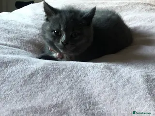 British Shorthair cats Shorthair female cat and cat stuff - Advert 7