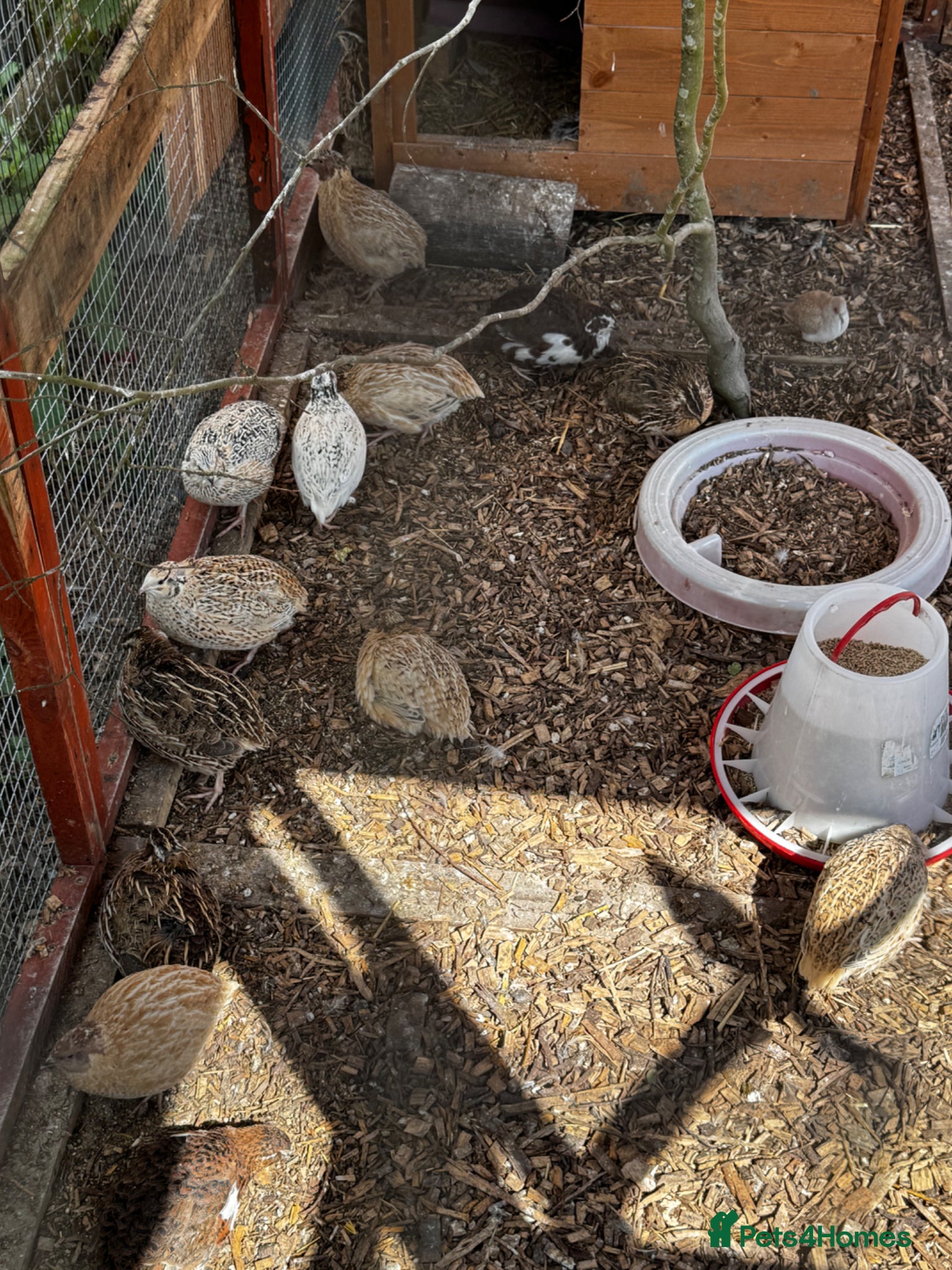 Quail poultry 🥚 Jumbo Quail coturnix Hatching eggs 🥚  - Advert 2