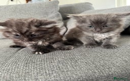 Ragdoll cats for sale: Ragdoll x kittens - Image 1