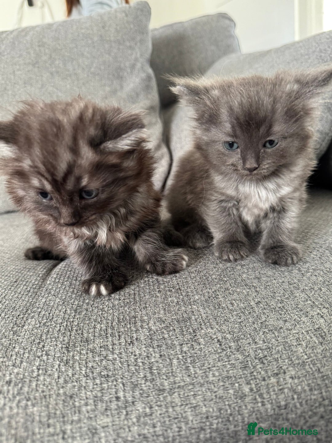 Ragdoll cats for sale: Ragdoll x kittens - Image 1