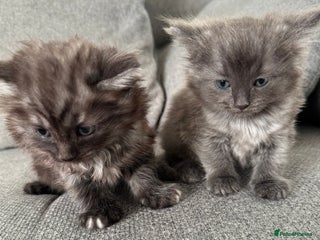 Ragdoll cats - Advert 34