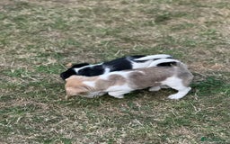 Mixed Breed dogs for sale: Jack Russell x Chorkie Jack Puppies - Image 3