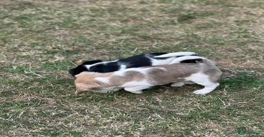 Mixed Breed dogs - Advert 4