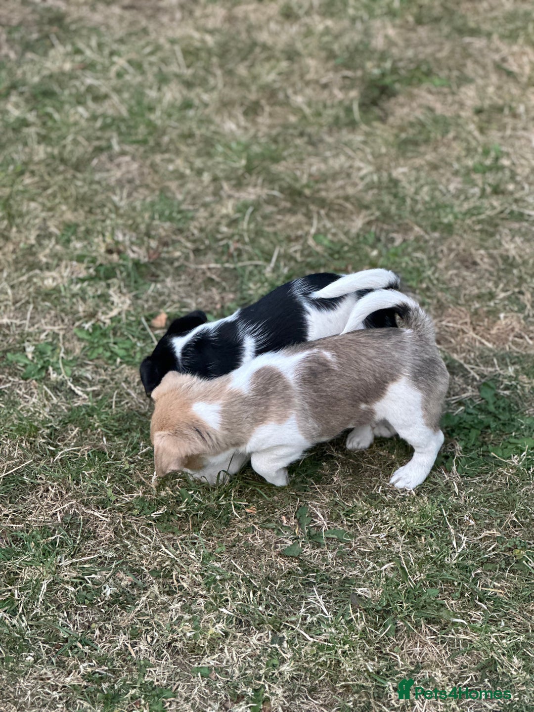 Mixed Breed dogs for sale: Jack Russell x Chorkie Jack Puppies - Image 3
