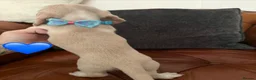 Miniature Dachshund dogs for sale: Beautiful Cream Dachshund Pups 5 ⭐ Licensed  - Advert 17