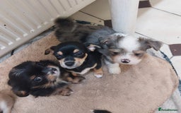 Mixed Breed dogs for sale: Ready to collect  - Advert 13