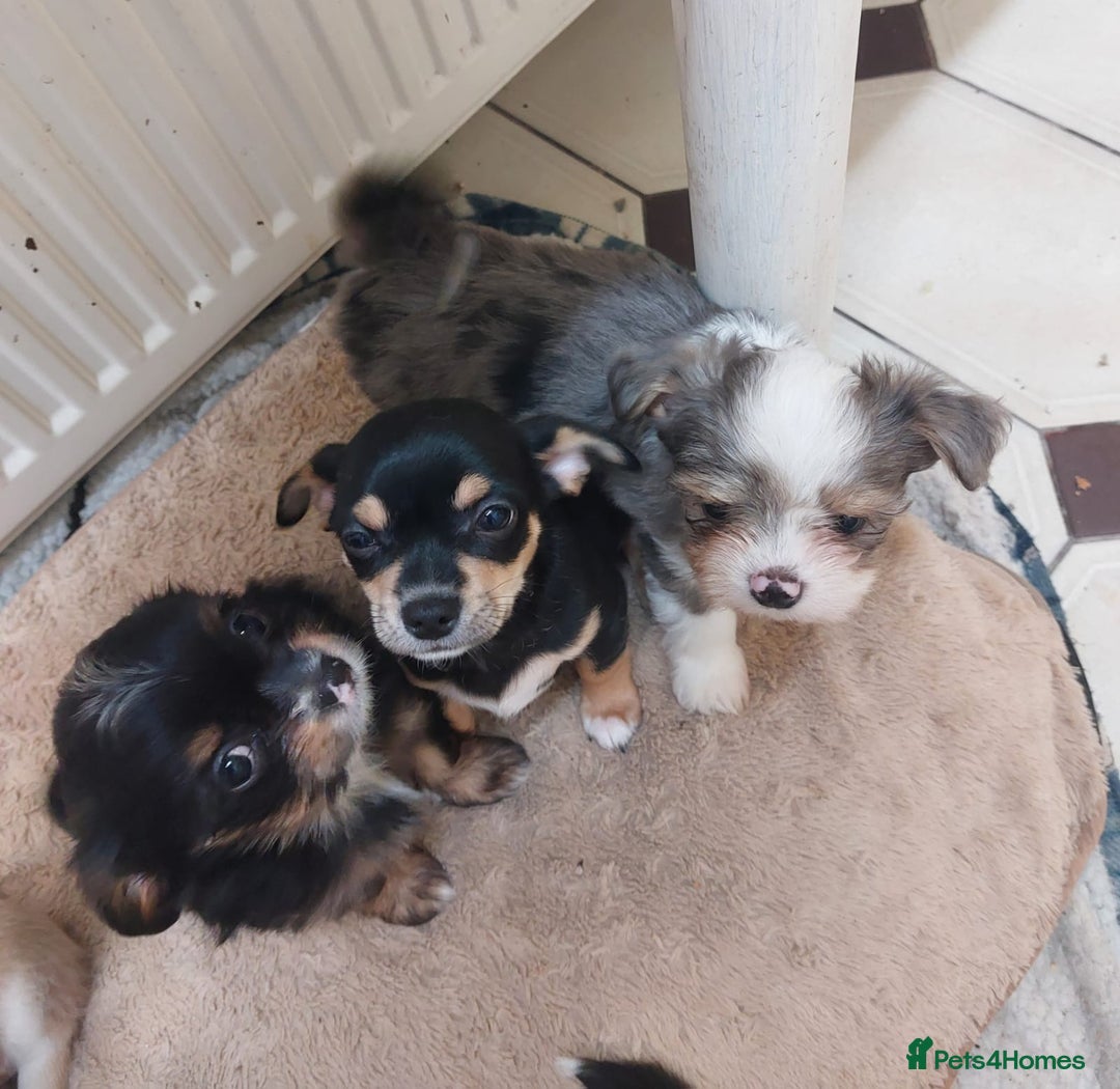 Mixed Breed dogs for sale: Ready to collect  - Advert 13