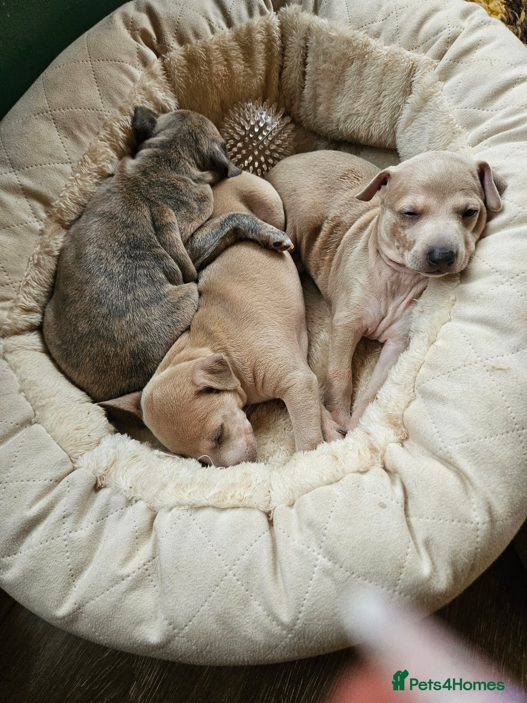 Whippet dogs for sale: ✨🐾 Gorgeous KC Registered Whippet puppies  🐾✨  - Advert 27