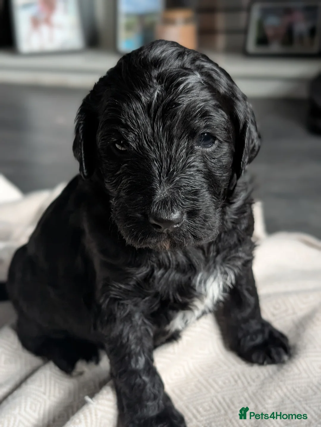 Labradoodle dogs for sale: 🐾 Labradoodle Puppies 🐾 - Advert 36
