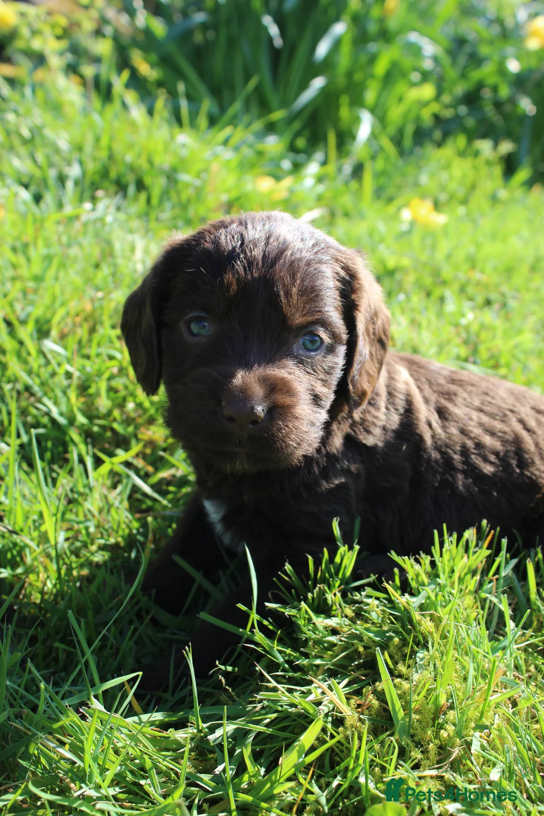 Labradoodle dogs for sale: Stunning Red Merle and Chocolate Labradoodle Pups in Auchterarder - Advert 2