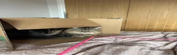 Mixed Breed cats for sale: Female tabby for sale - Advert 3