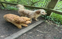 Mini Goldendoodle dogs for sale: Mini Goldendodole girls for sale - Image 2