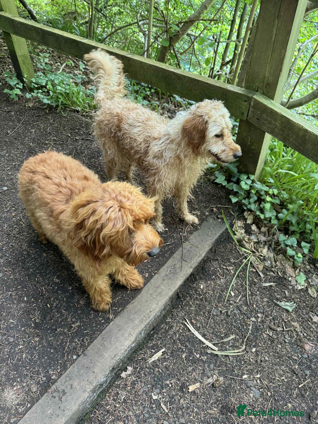 Mini Goldendoodle dogs for sale: Mini Goldendodole girls for sale - Image 2