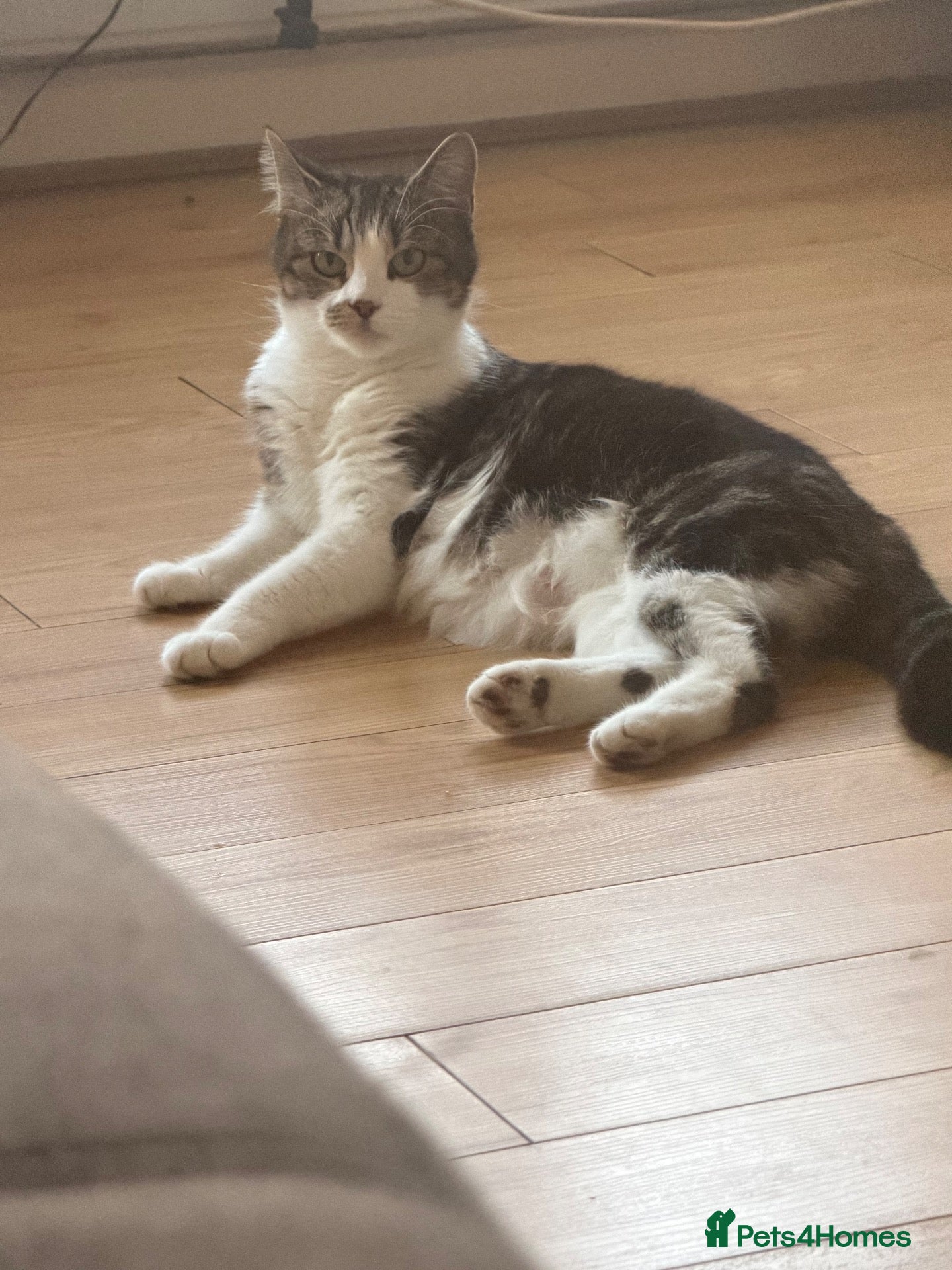 Mixed Breed cats Kittens for sale - Advert 3