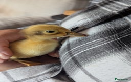 Ducks poultry for sale: Welsh Harlequin Male Ducklings (3 available) - Image 2