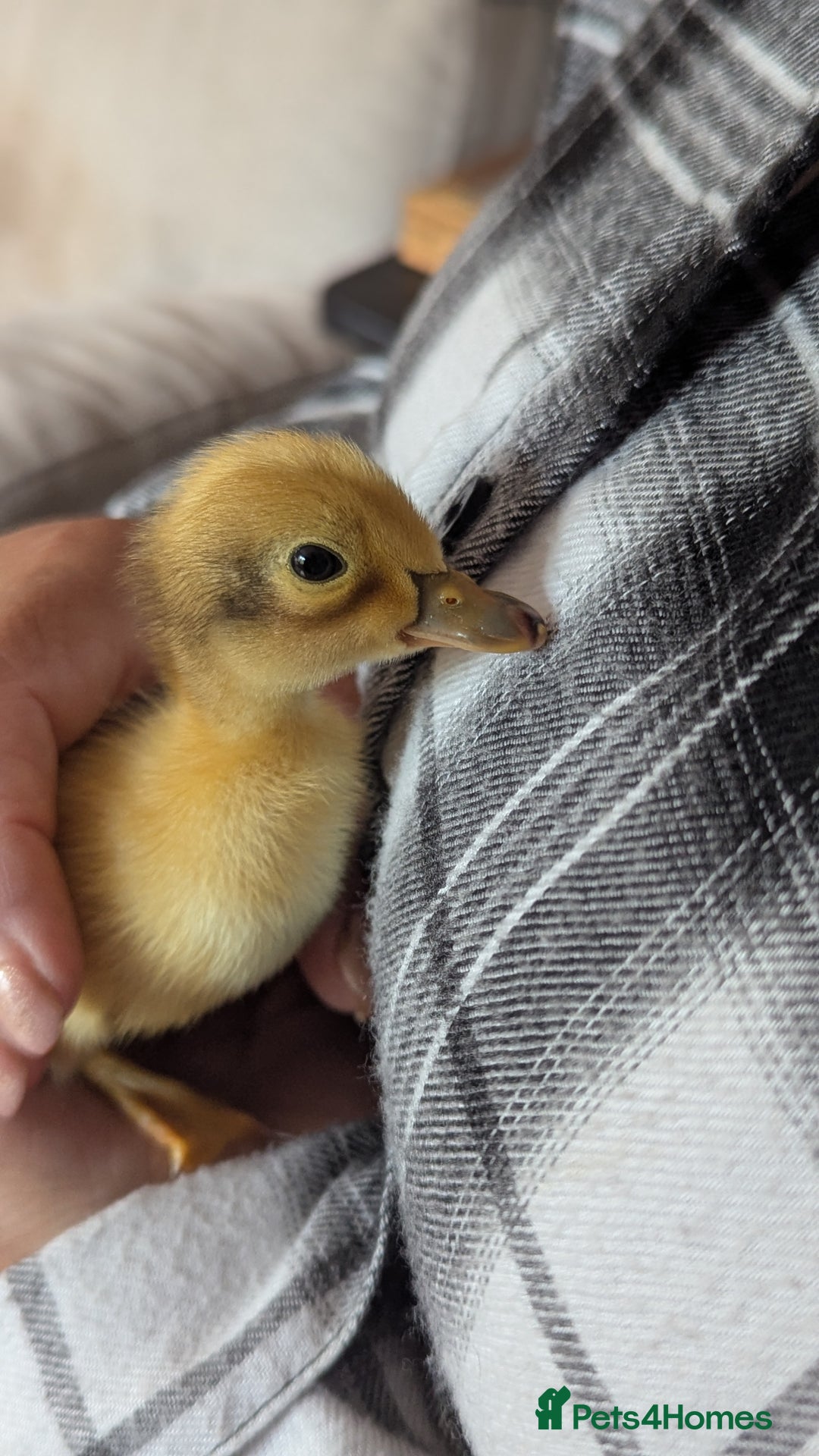 Ducks poultry for sale: Welsh Harlequin Male Ducklings (3 available) - Image 2