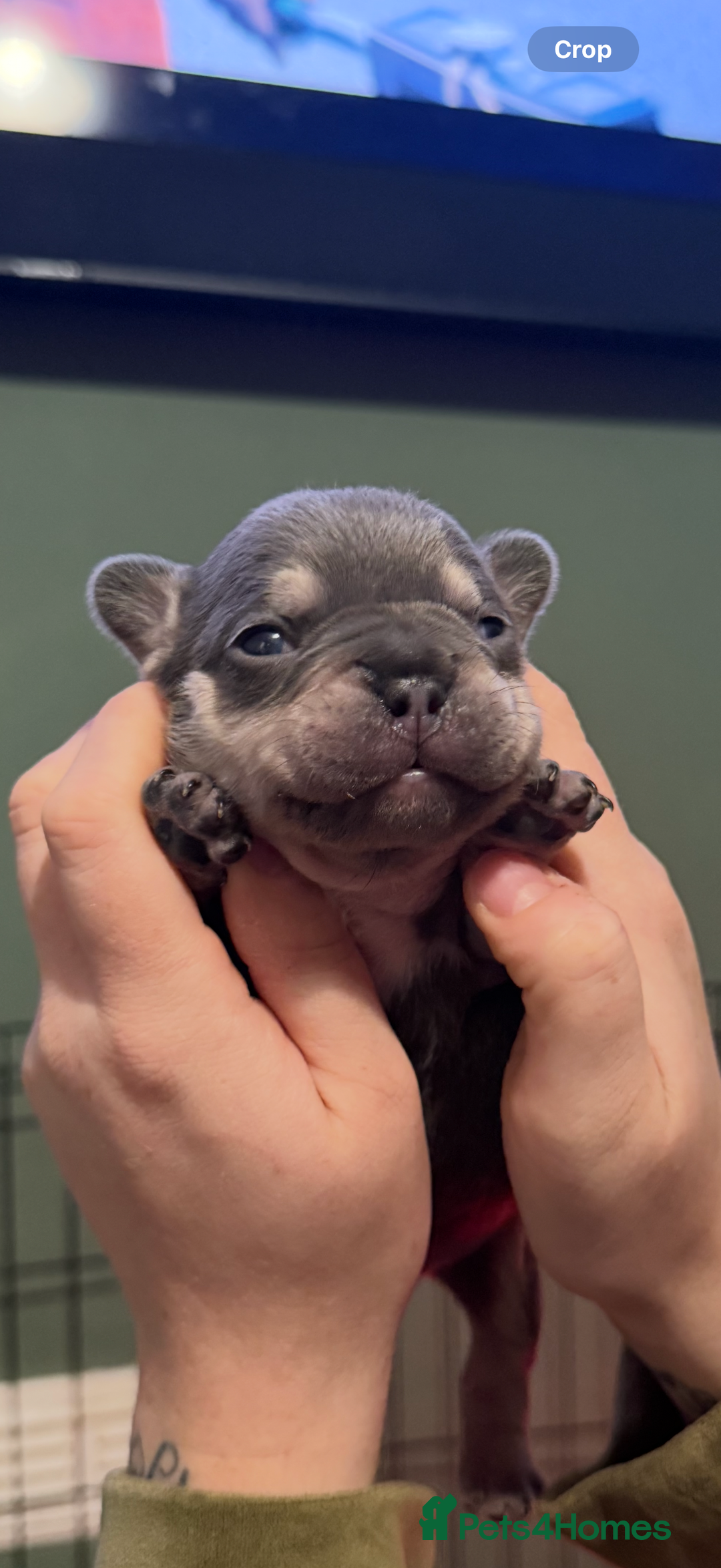 French Bulldog dogs for sale: French bull dog puppy’s  - Advert 10