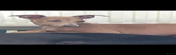 Italian Greyhound dogs for sale: KC Italian greyhounds - Advert 3