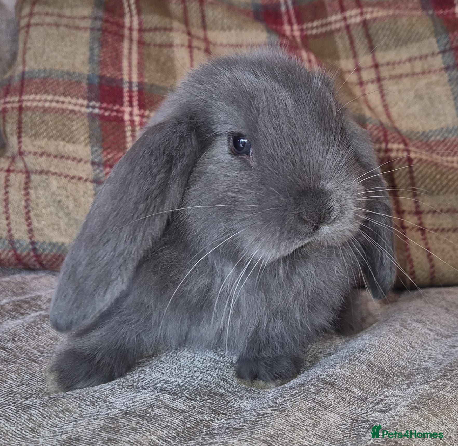 French Lop rabbits Friendly French Lops - Advert 4