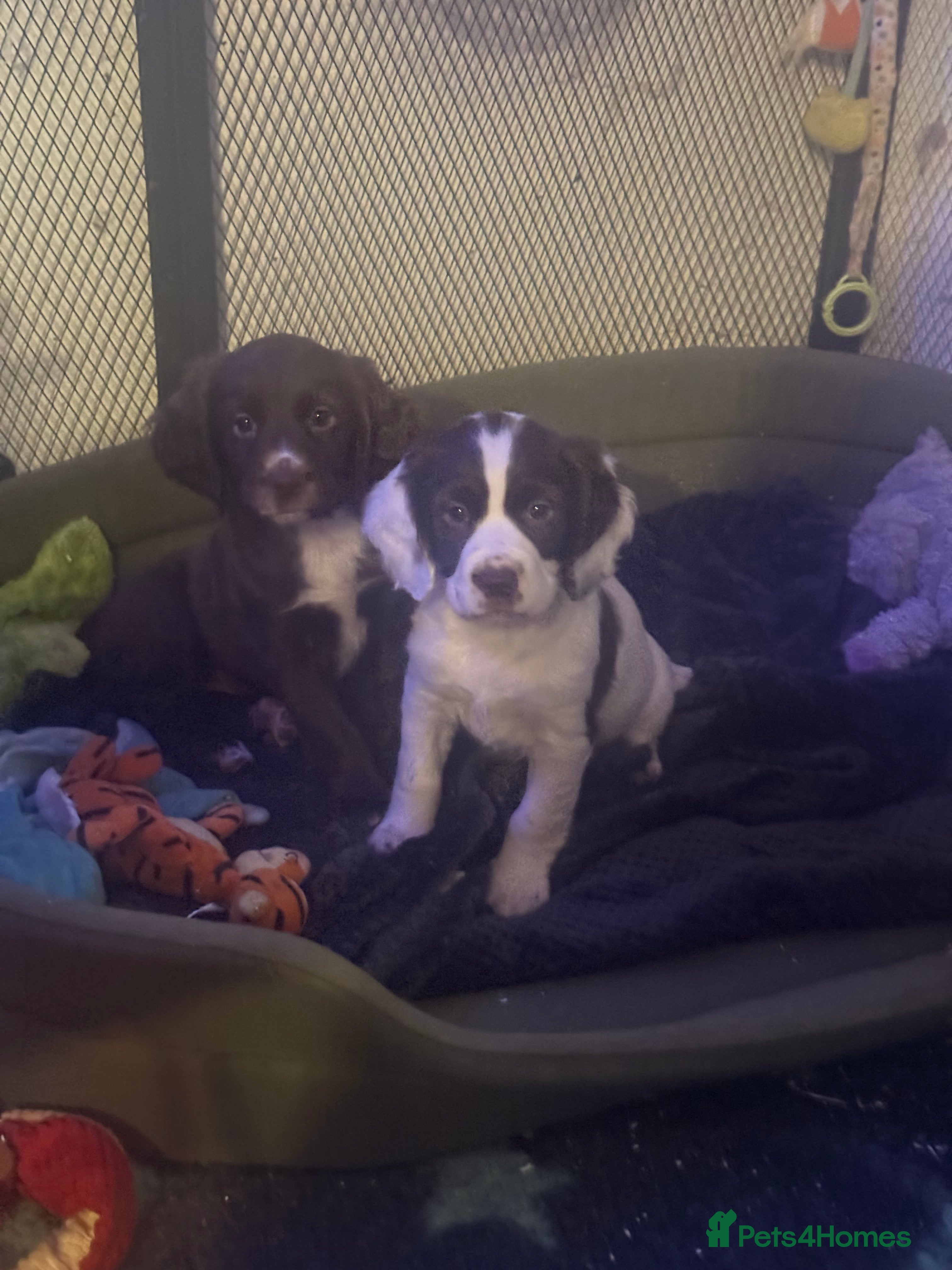 Sprocker dogs Stunning Sprocker girls  - Advert 1