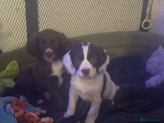 Sprocker dogs Stunning Sprocker girls - Advert 1