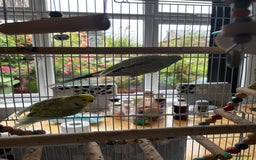 Budgerigars birds for sale: Male and female budgies both 2 years old - Image 3