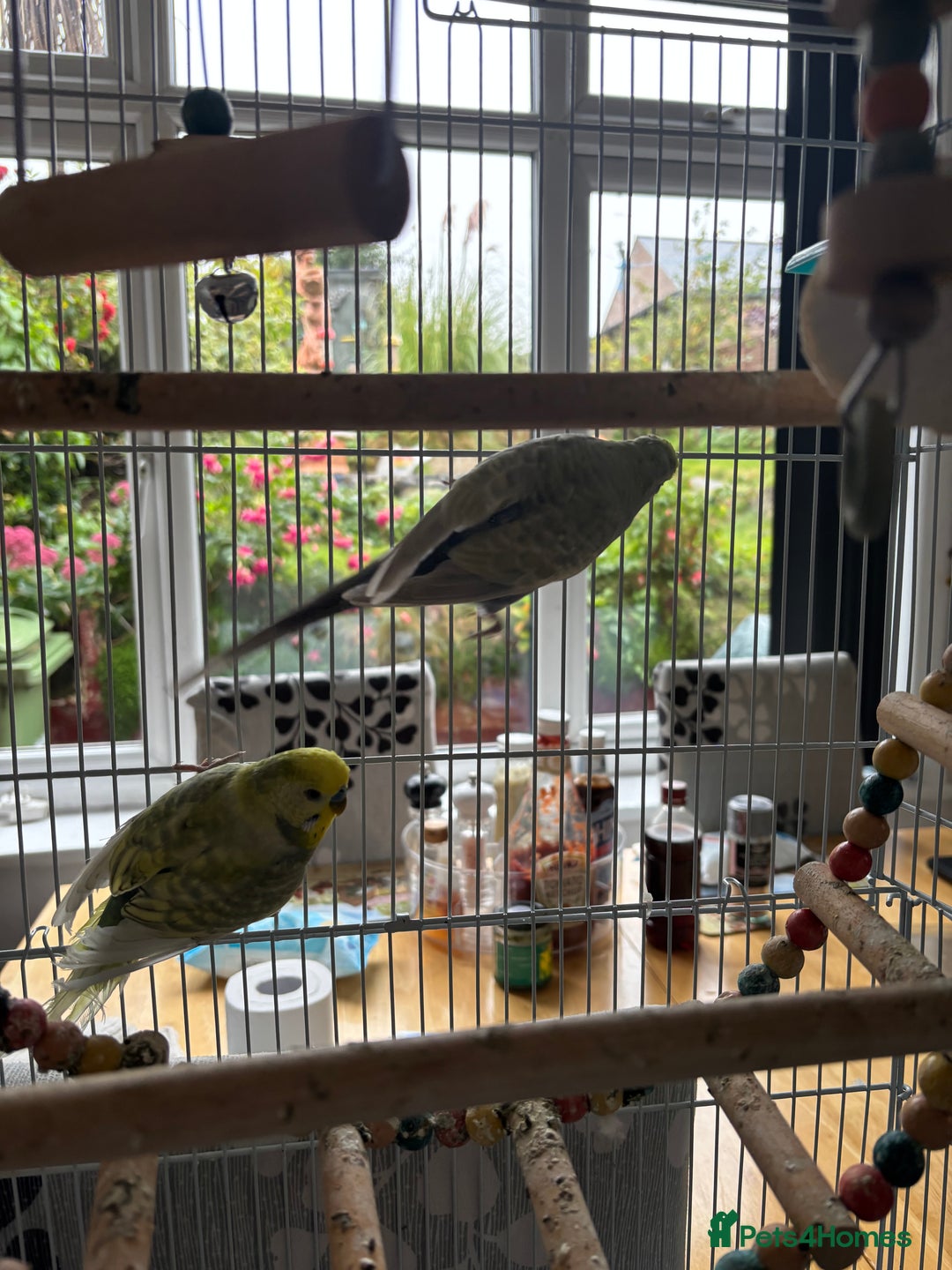 Budgerigars birds for sale: Male and female budgies both 2 years old - Image 3