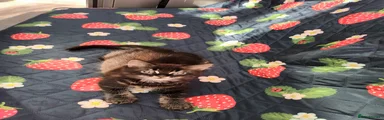 Mixed Breed Kitten 2