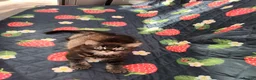 Mixed Breed cats for sale: Adorable and happy kittens - Advert 5