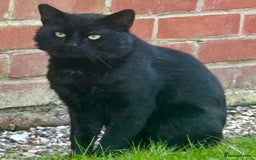Mixed Breed cats for sale: Persian and British shorthair kittens for sale - Image 4