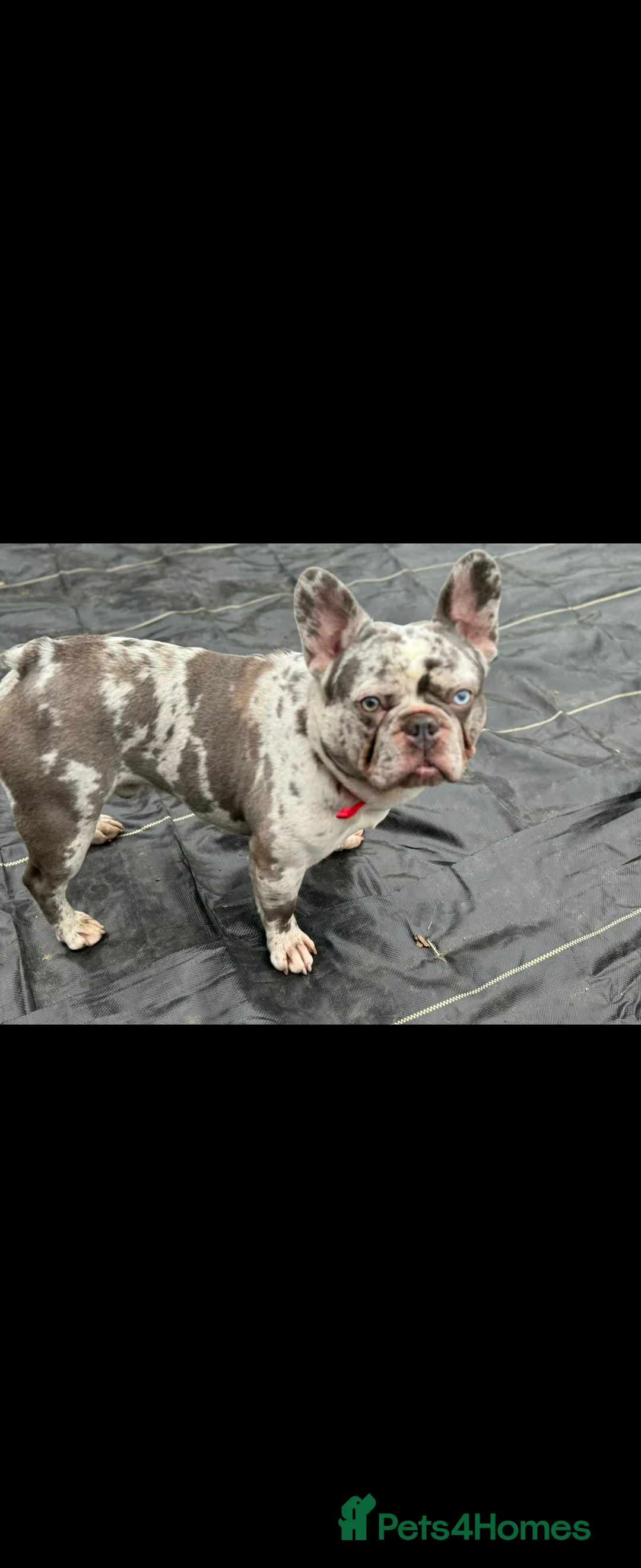French Bulldog dogs for sale: French Bulldog for sale - Advert 9