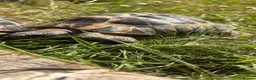 Tortoise reptiles for sale: Male Herman  - Advert 2