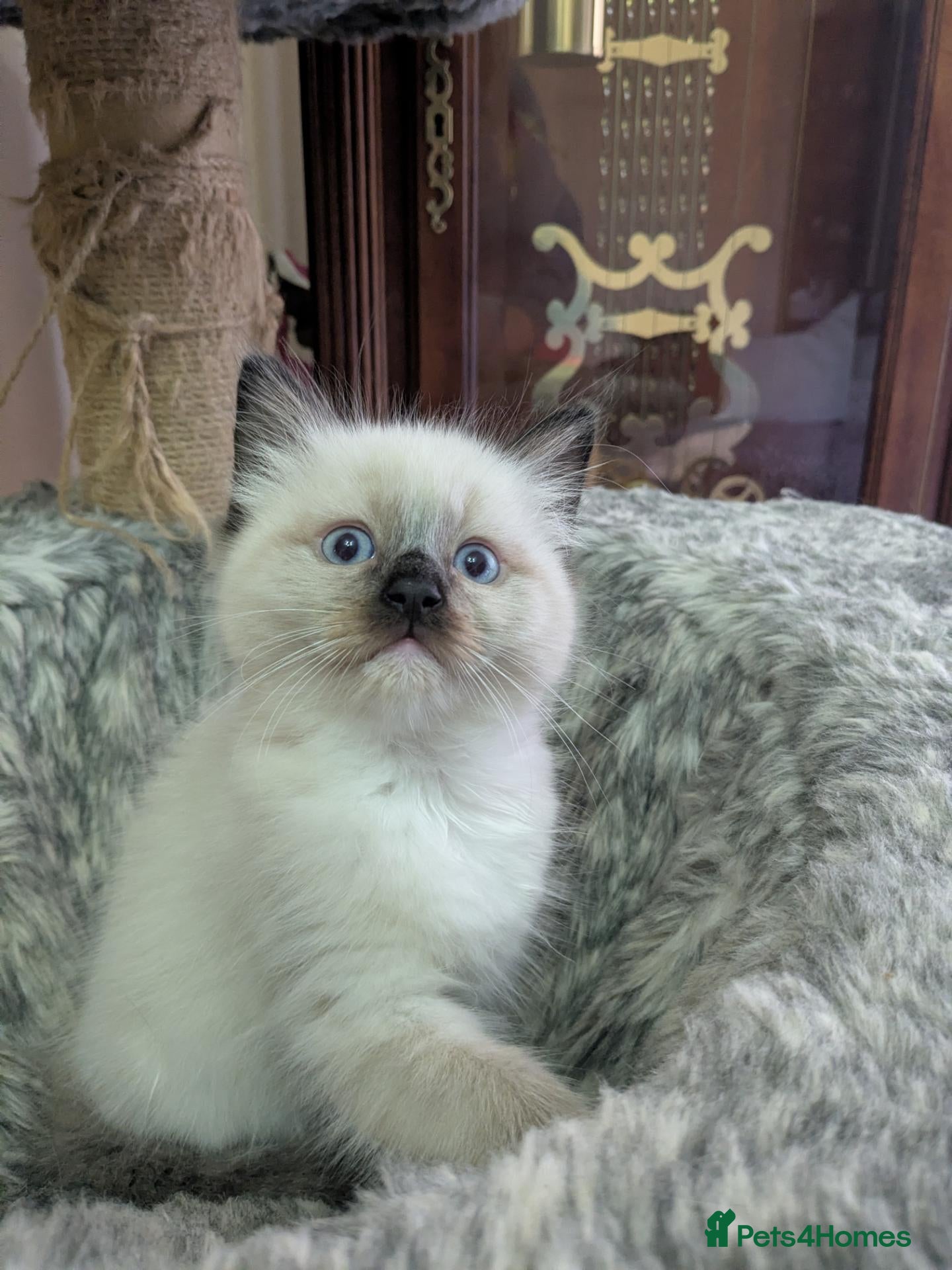 Ragdoll cats for sale: Our adorable- Mitted Sealcolorpoint - Advert 10