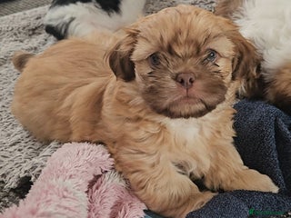 Shih Tzu dogs Standard Shih Tzu puppies - Advert 3