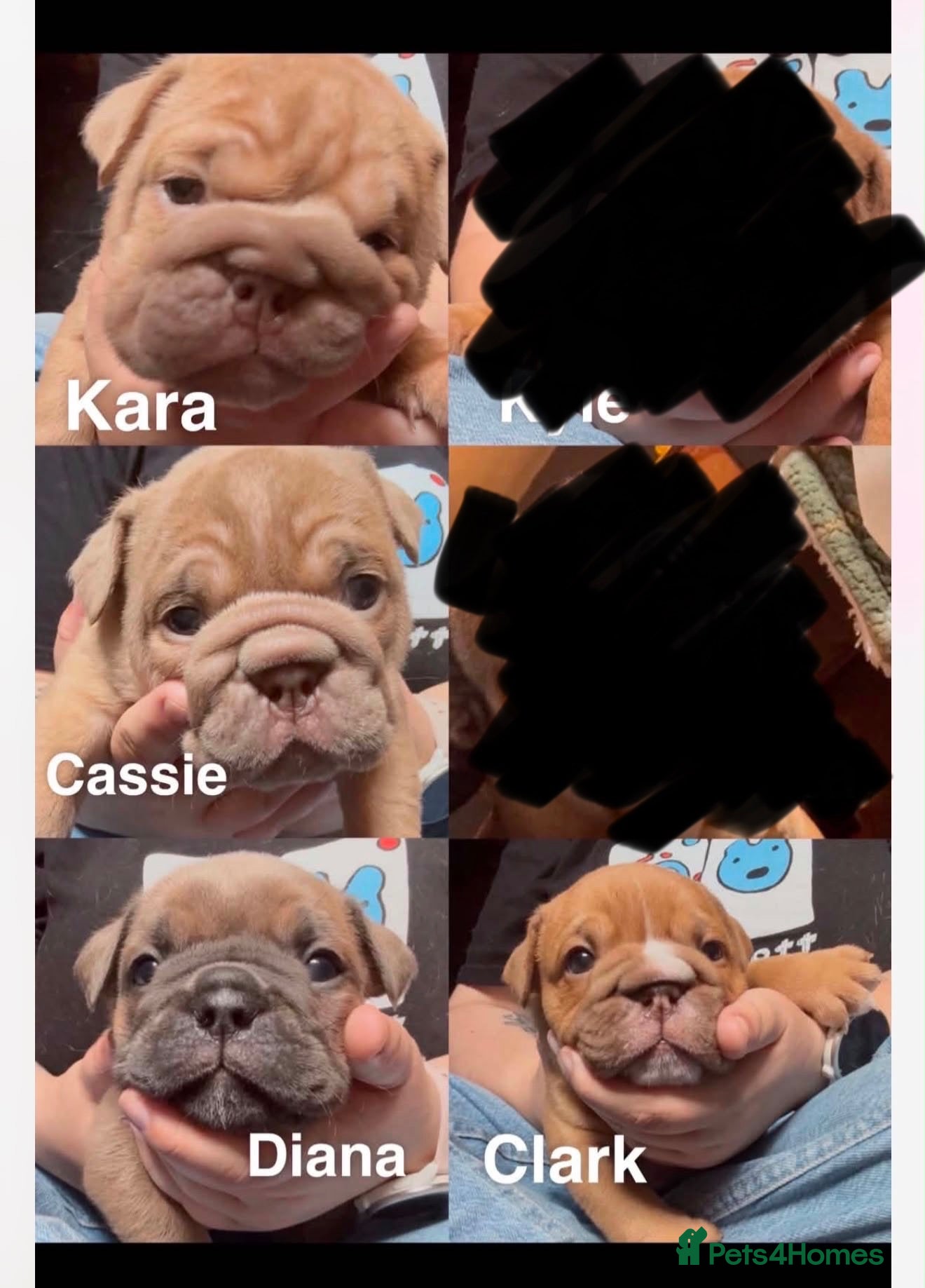 English Bulldog dogs English bulldogs puppies  - Advert 8