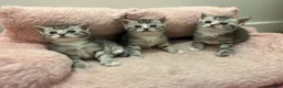 British Shorthair cats for sale: BRITISH SHORT HAIRED -SILVER TABBY - Advert 7