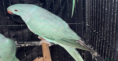 Ringnecks birds - Advert 6