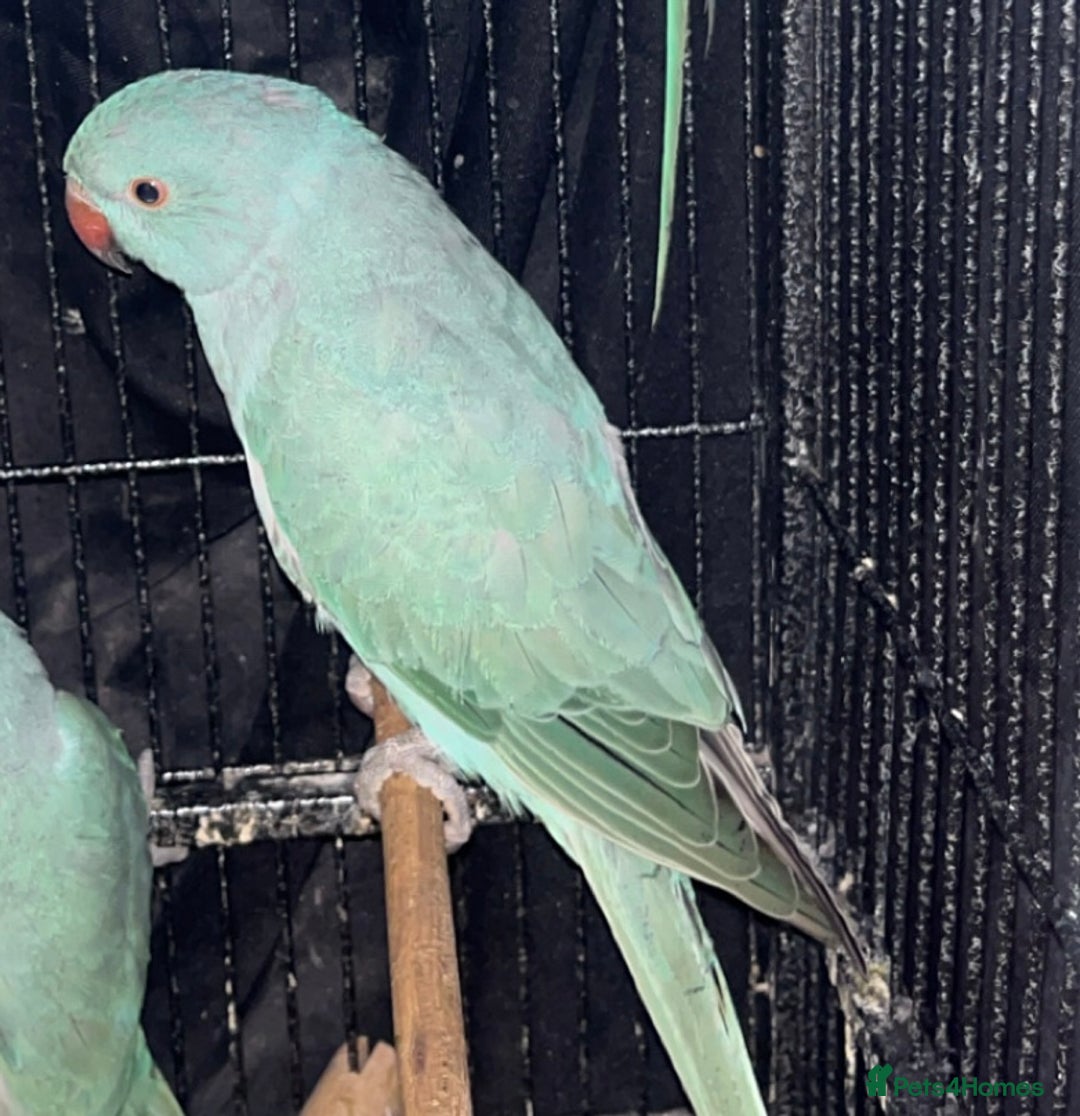 Ringnecks birds for sale: Indian ringnecks blue/green - Image 3
