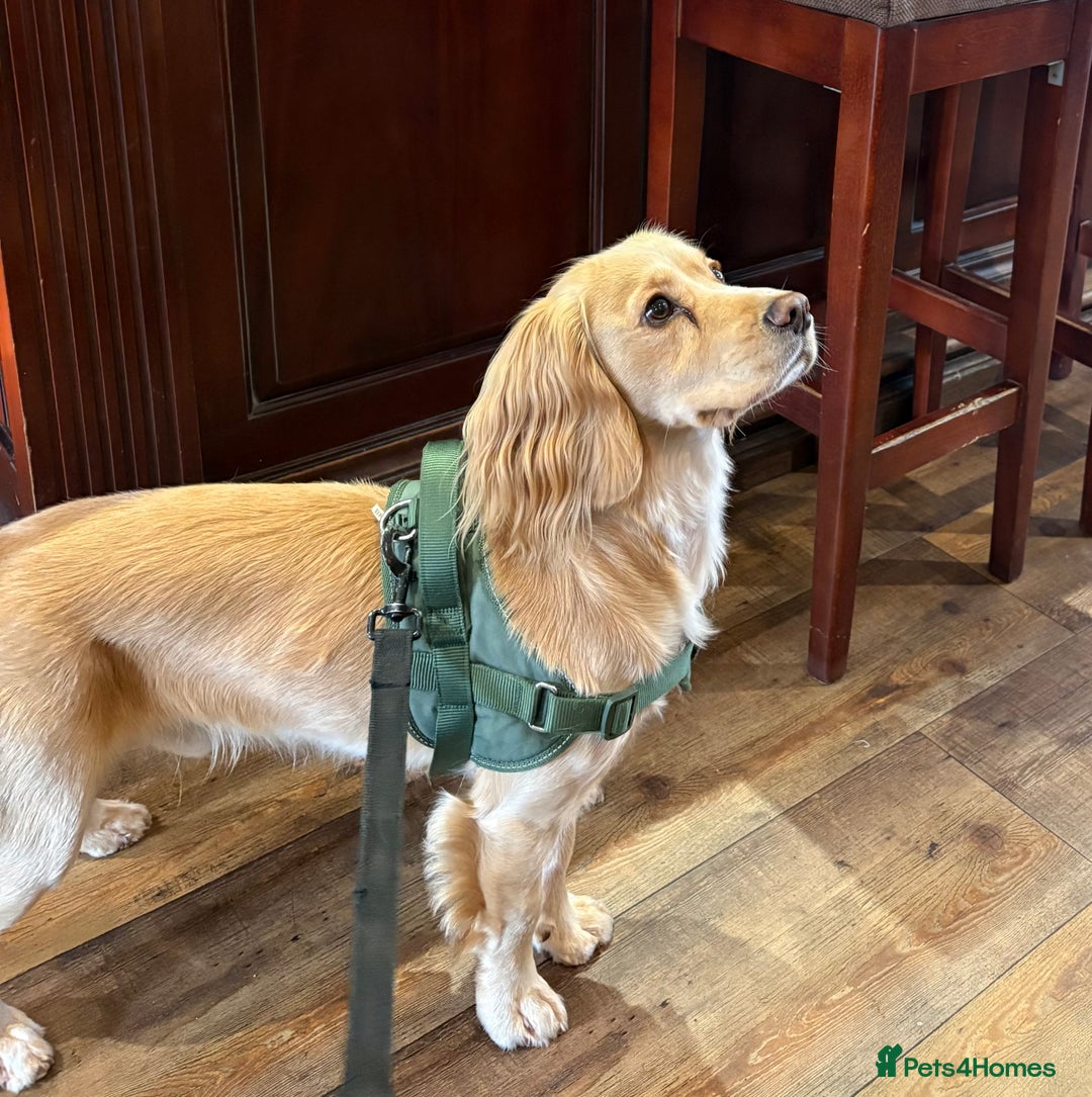 Cocker Spaniel dogs for stud: Gorgeous boy for stud (not for sale)  - Advert 1