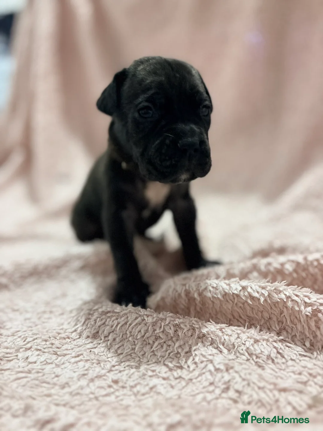 Cane Corso dogs for sale: 🏆 CHAMPION CANE CORSO PUPS 🏆/KC REGISTERED MERLE - Advert 16