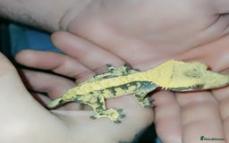 Gecko reptiles for sale: Crested  - Image 11