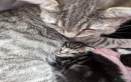 Mixed Breed cats for sale: Beautiful kittens for sale. - Image 4